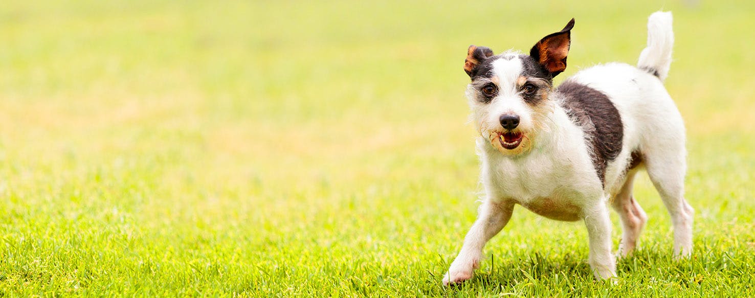 Transformers Dog Names Popular Male and Female Names Wag!